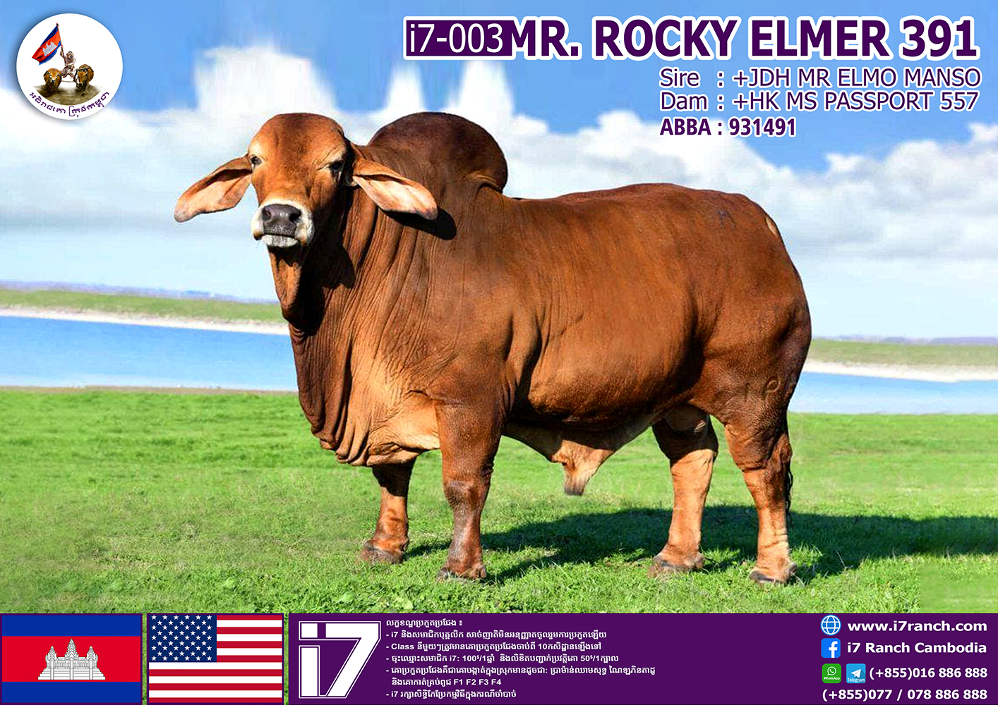 MR.ROCKY ELMER 391