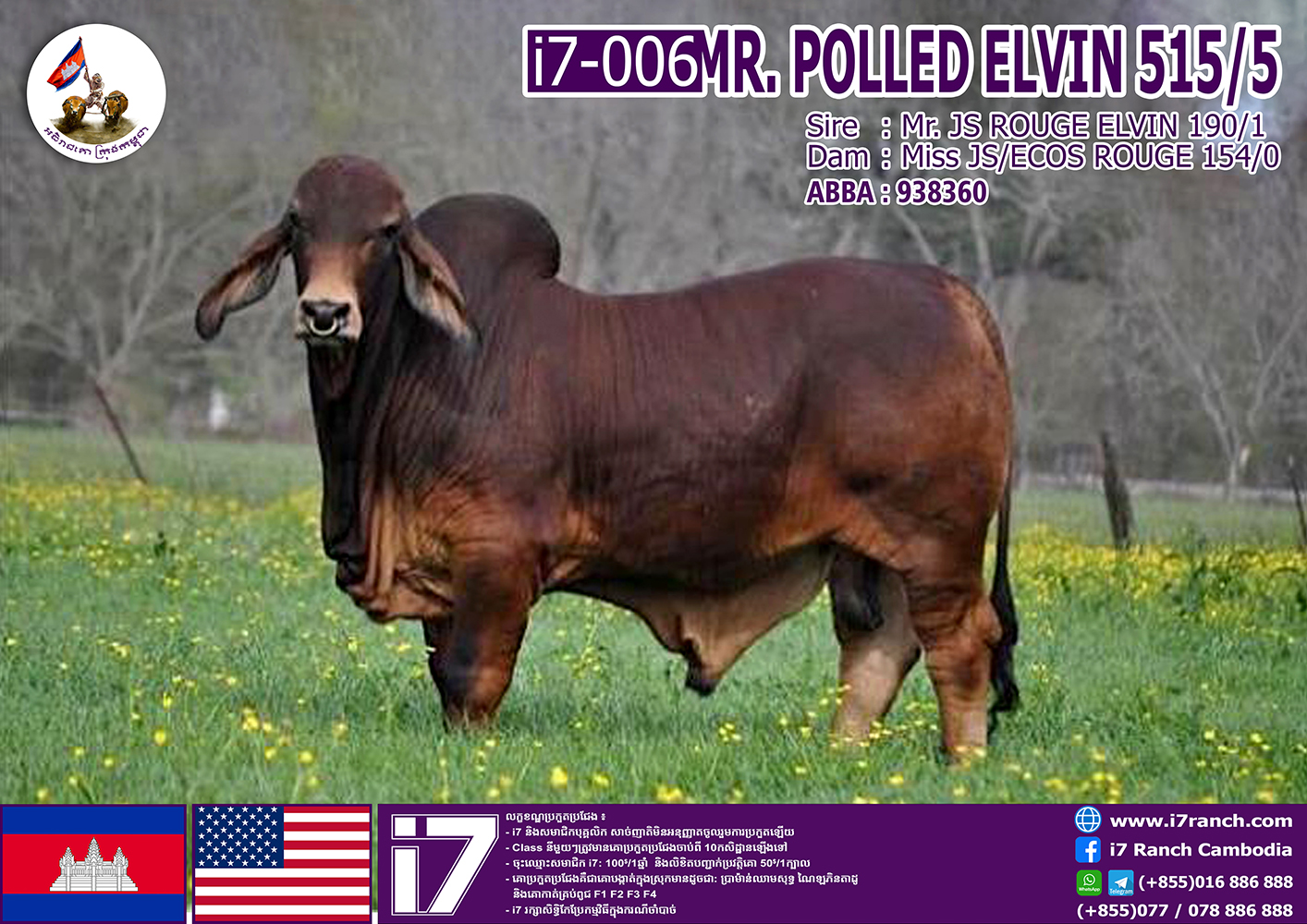 MR.POLLED ELVIN 515/5