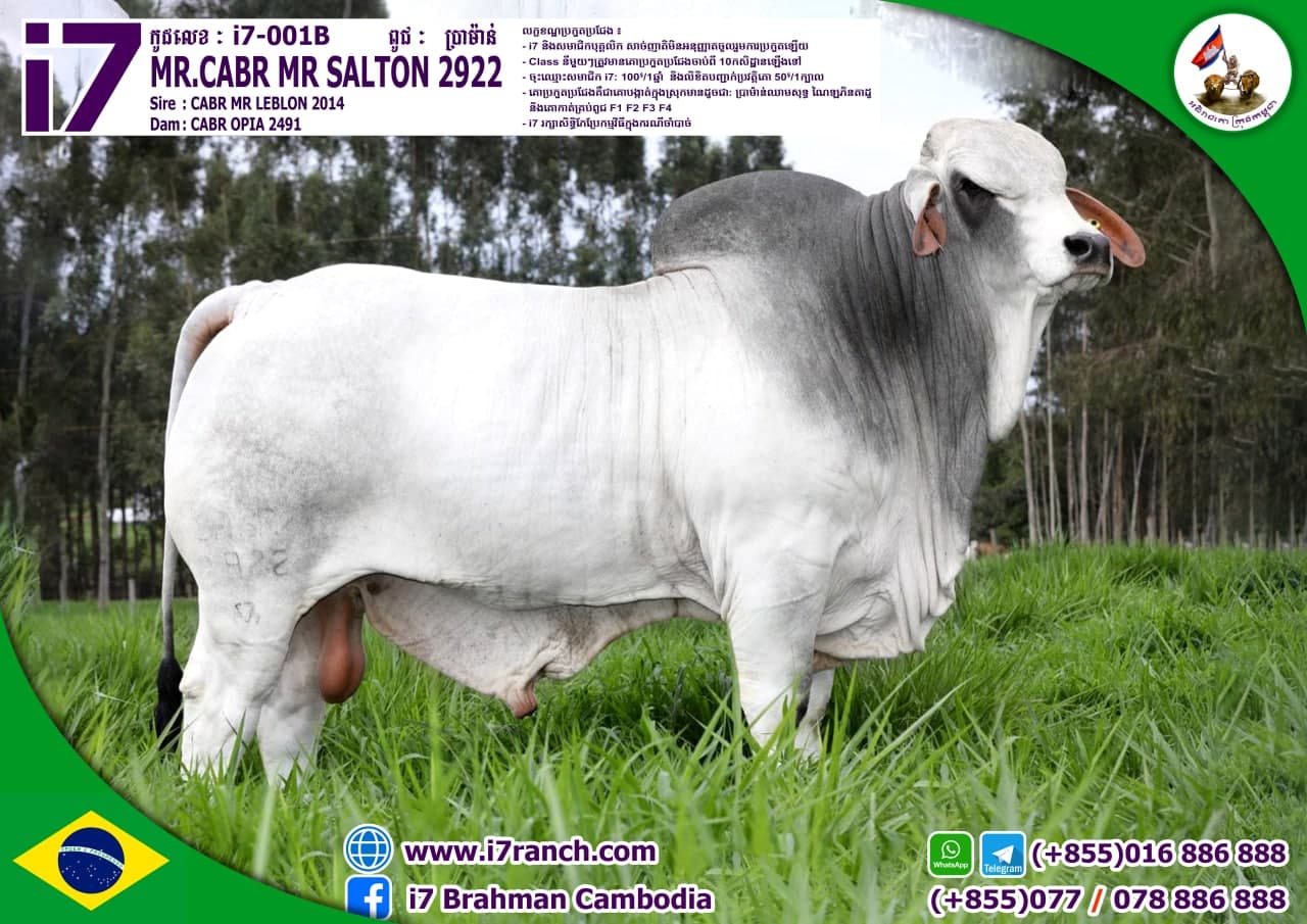 MR.CABR MR SALTON 2922