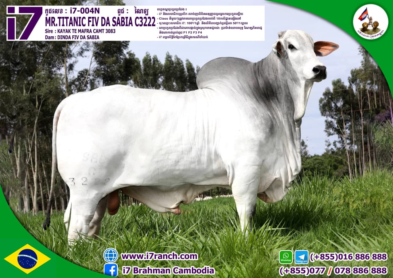 MR.TITANIC FIV DA SABIA C3222