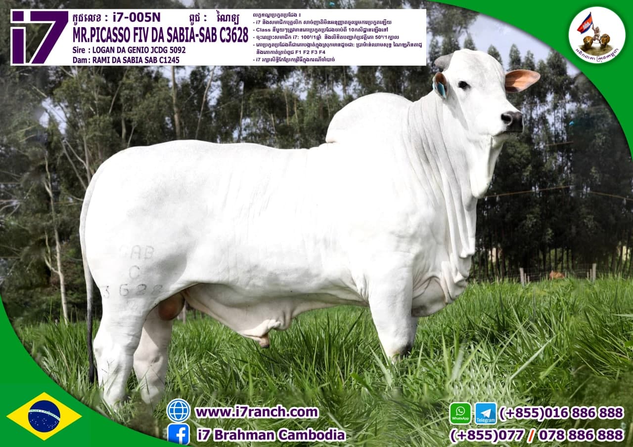 MR.PICASSO FIV DA SABIA-SAB C3628