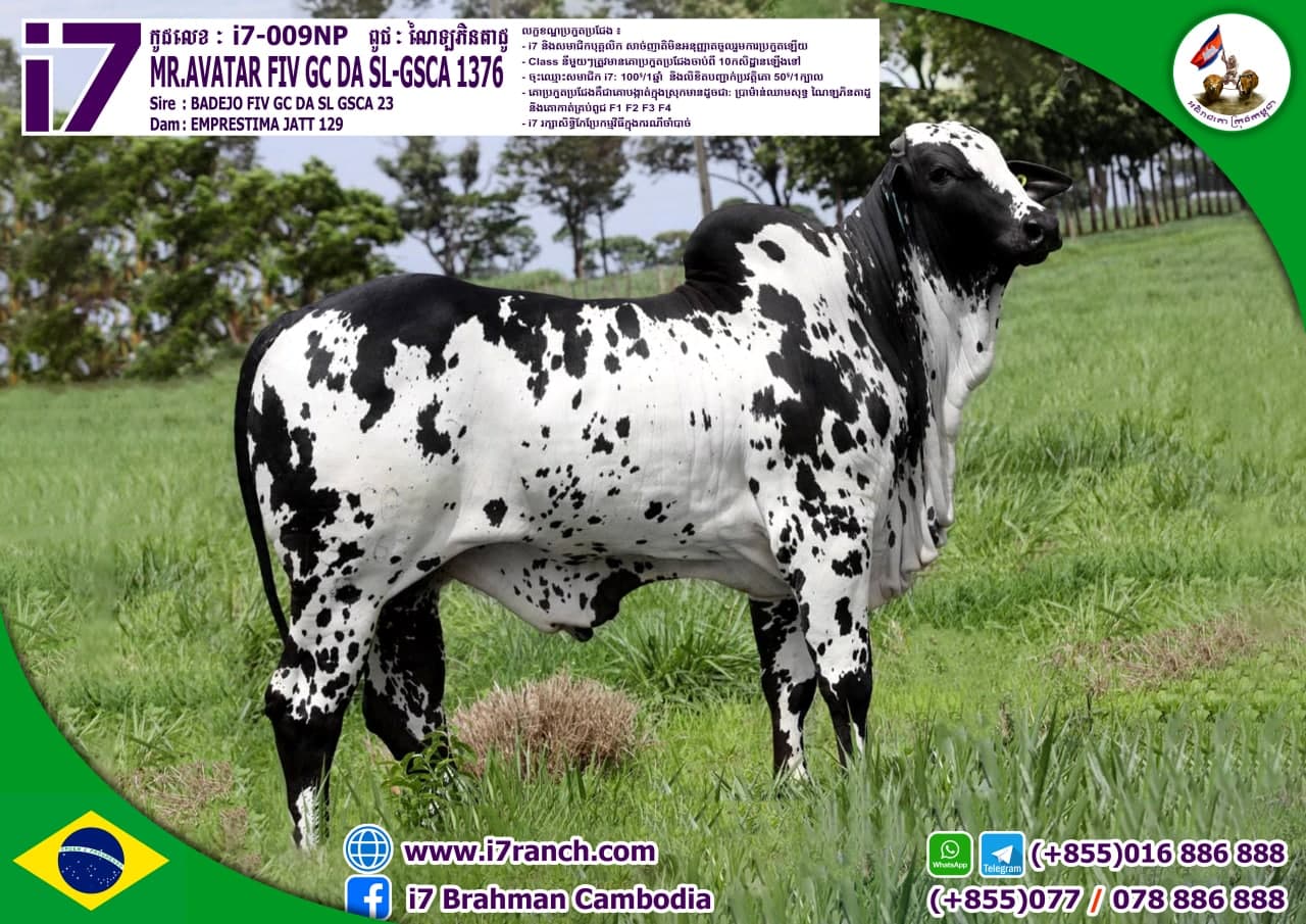 MR.AVATAR FIV GC DA SL-GSCA 1376