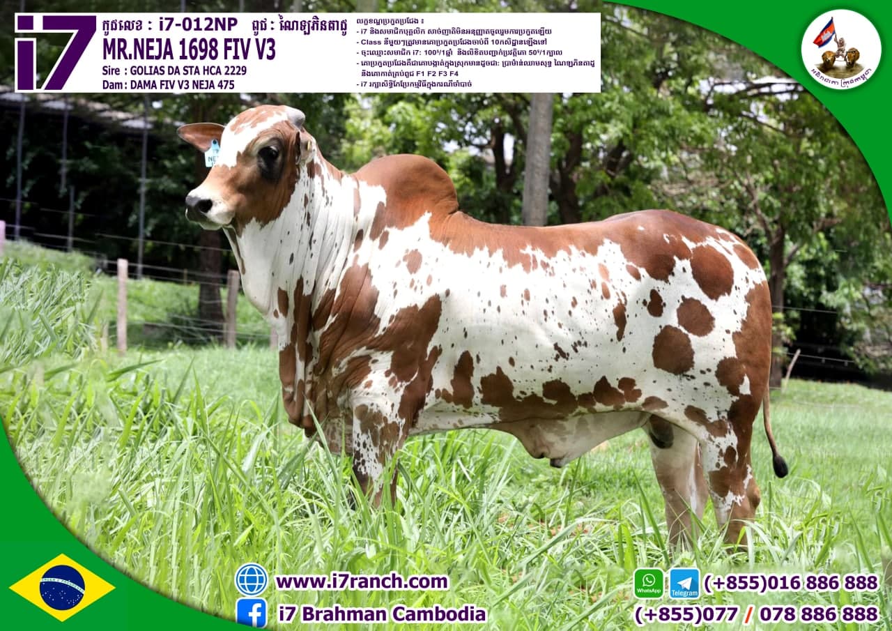 MR.NEJA 1698 FIV V3