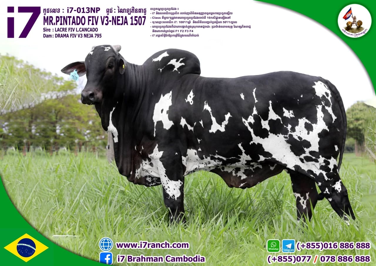 MR.PINTADO FIV V3-NEJA 1507