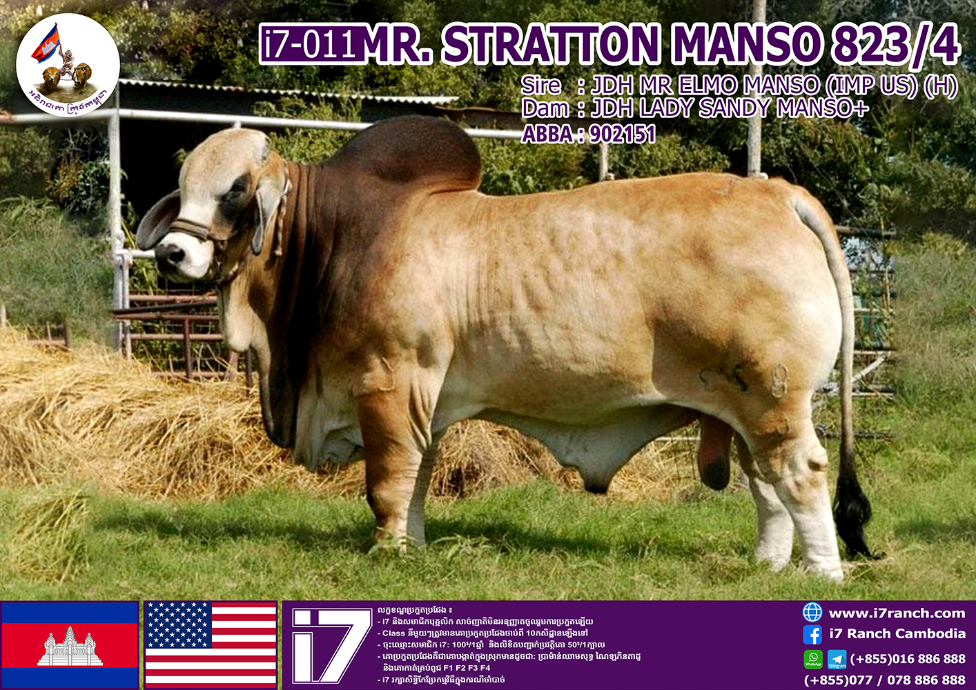 MR.STRATTON MANSO 823/4