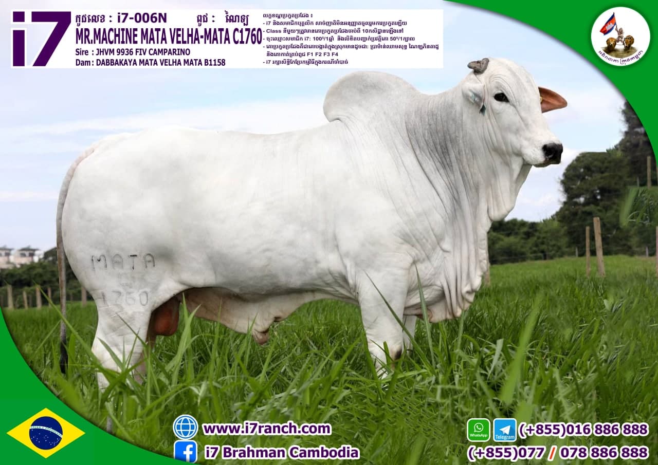 MR.MACHINE MATA VELHA-MATA C1760