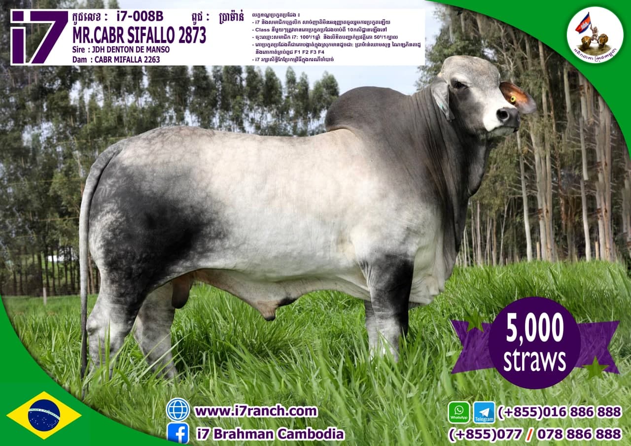 MR.CABR SIFALLO 2873