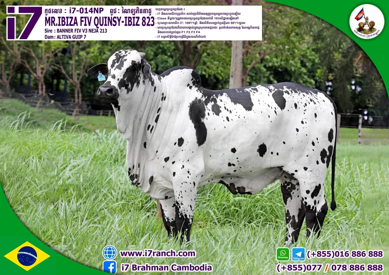 MR.IBIZA FIV QUINSY-IBIZ 823