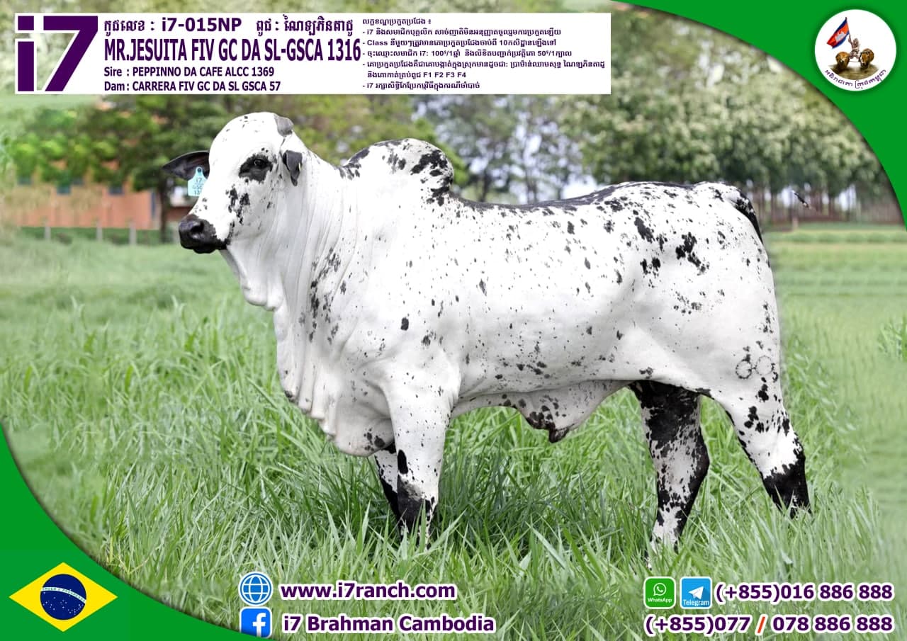 MR.JESUITA FIV GC DA SL-GSCA 1316