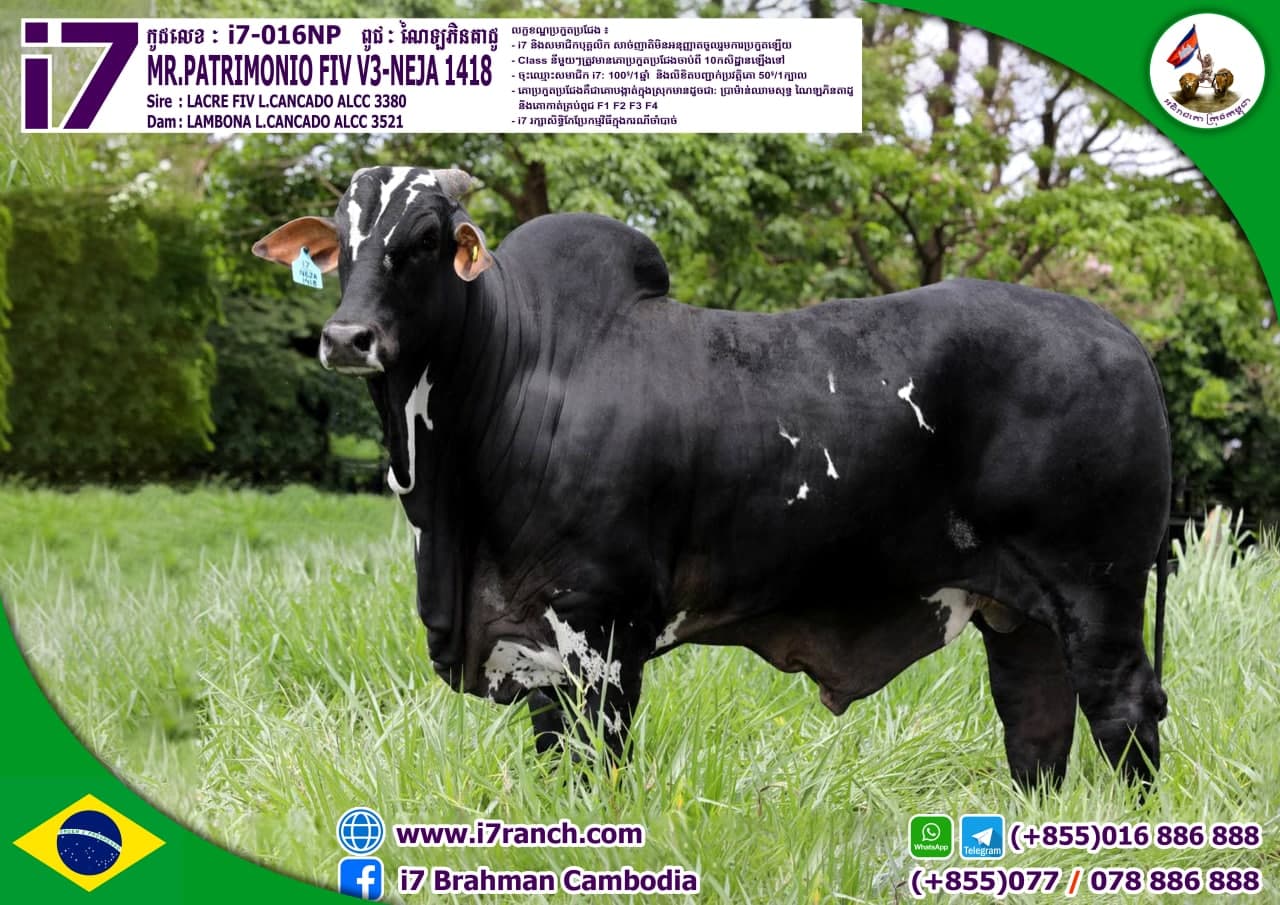 MR.PATRINONIO FIV V3-NEJA 1418